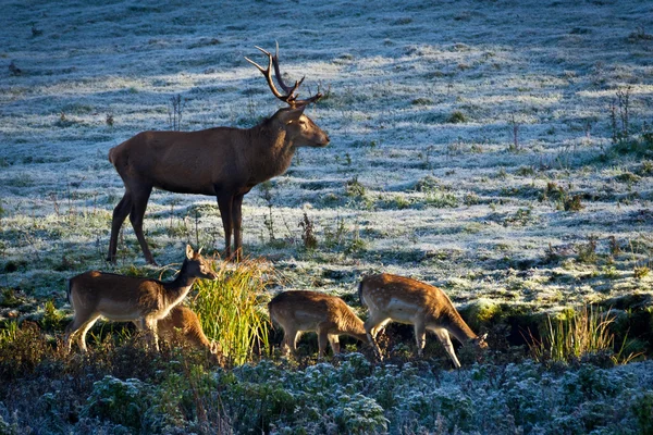 Herd of elk and deer looking at the sunrise on the frozen meadow — Stock Photo, Image