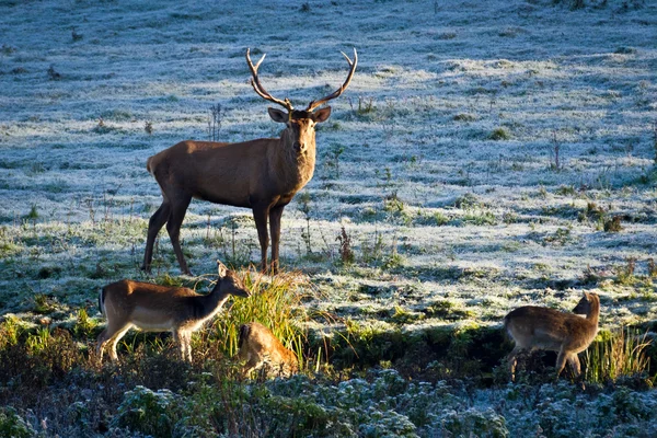Deer and herd of elk looking at the sunrise on the frozen meadow — Stock Photo, Image
