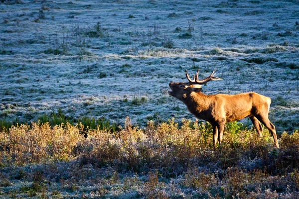 Величественный бык рычит на замерзшем лугу на рассвете — стоковое фото