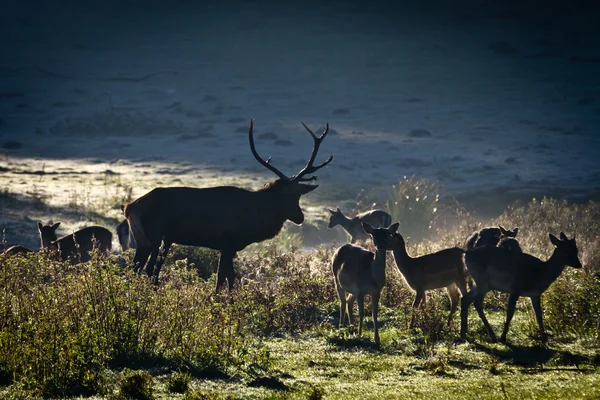Manada de ciervos de pie en el prado al amanecer — Foto de Stock
