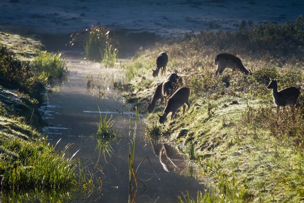 Reflection of antlers herd drinking water from the river at sunr — Stock Photo, Image