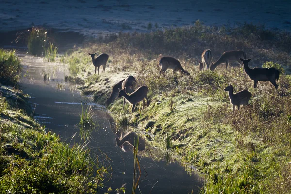 Reflection of antlers herd standing near the river at sunrise — Stock Photo, Image
