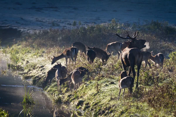 Cervo ruggente con gregge in piedi vicino al fiume sul prato a — Foto Stock