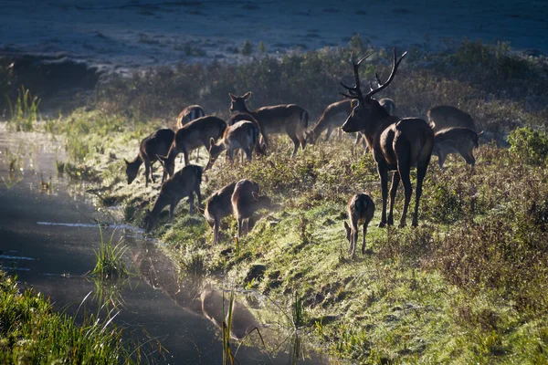冷凍の牧草地の上に立って鹿日の出の川を近く — ストック写真