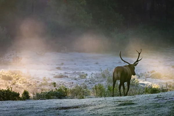 Deer on the foggy meadow at sunrise Stock Picture