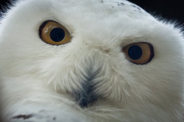 Closeup snow owl with big eye clipart