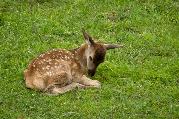 stock image Baby deer laying on meadow