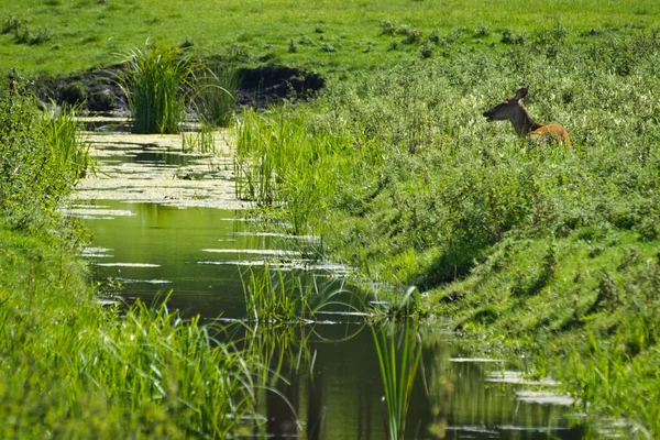 Deer and river at summer — Stock Photo, Image