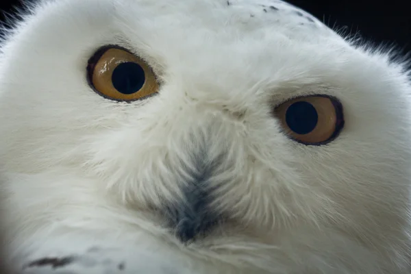 Closeup snow owl with big eye — Stock Photo, Image