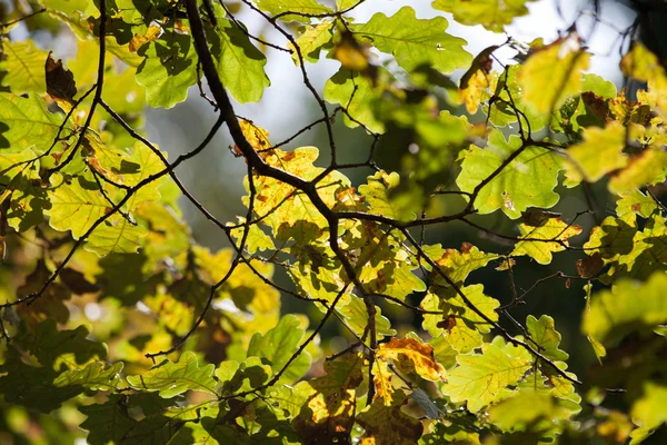 Hojas de otoño con sol —  Fotos de Stock