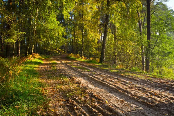 Wandelpad in het bos op herfst — Stockfoto