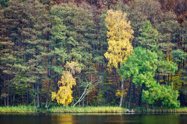Forest in autumn over the lake — Stock Photo, Image