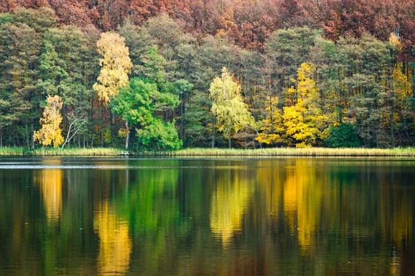 Drzewo odbicie w jeziorze na jesień — Zdjęcie stockowe