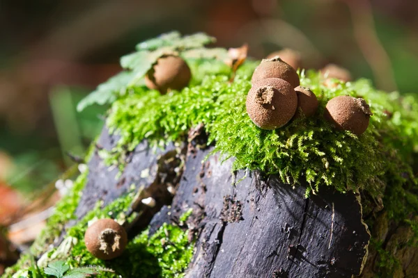 Closeup ποώδη κορμών στο δάσος — Φωτογραφία Αρχείου