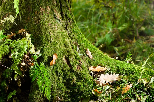 Mechový strom v lese na podzim na ráno — Stock fotografie