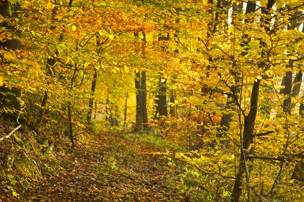 秋の森の黄金小道 — ストック写真