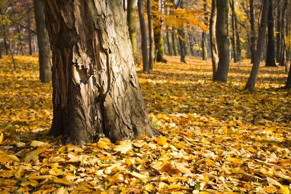 Φύλλα με δέντρα στο πάρκο φθινόπωρο — Φωτογραφία Αρχείου
