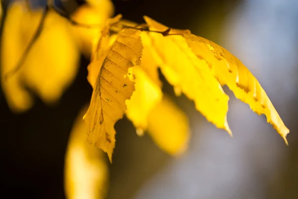 Closeup leaves in the park in autumn — Stock Photo, Image