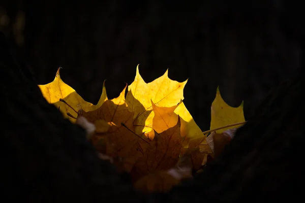 Hojas de primer plano en el árbol en otoño —  Fotos de Stock