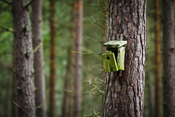 Old broken birdhouse in forest — Stock Photo, Image