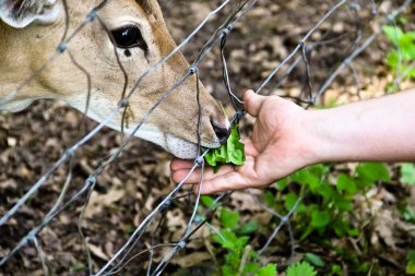 Feeding deer clipart