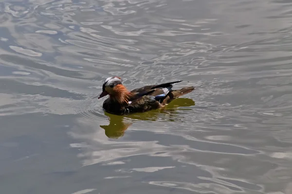 Çirkin duckling — Stok fotoğraf