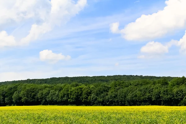 Rapeseed and woods — Stock Photo, Image