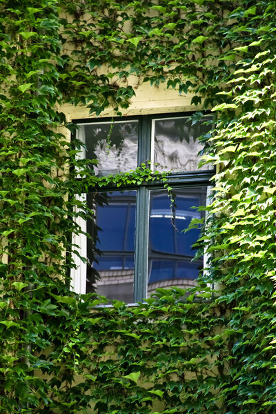 A window surrounded by ivy mirroring the opposite building