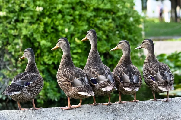 Beş erkek ördek — Stok fotoğraf