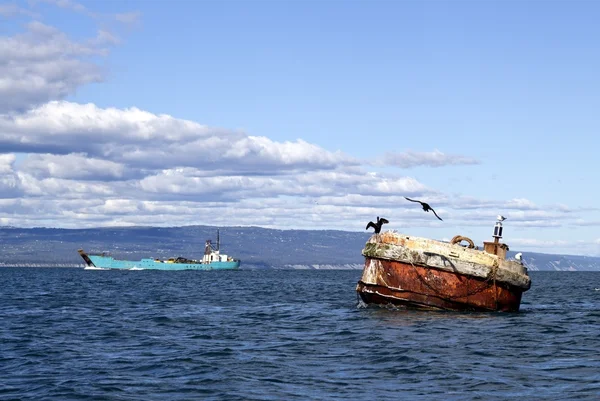 Cormoranes en una boya en la bahía — Foto de Stock