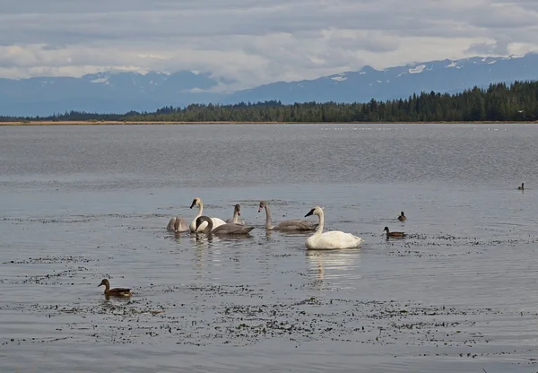 在阿拉斯加湖中的天鹅家庭 — 图库照片