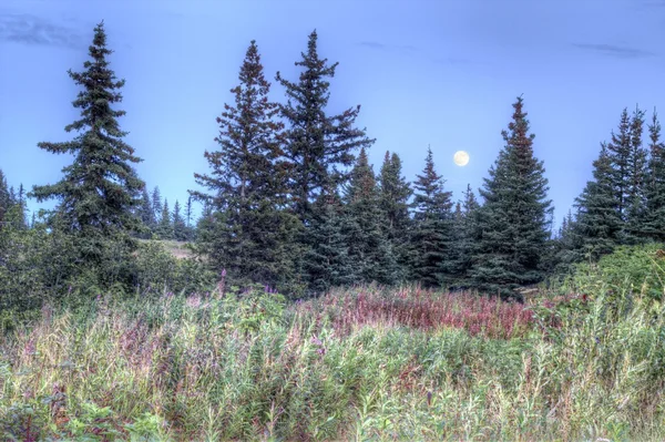 Moon over spruce trees in fall — Stock Photo, Image