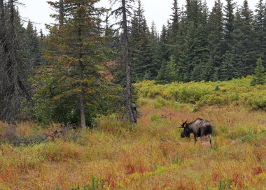 Alaskan bull moose in fall clipart