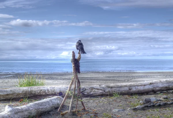Cuervo solitario mirando al mar —  Fotos de Stock