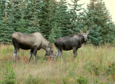 Female moose with yearling in fall clipart