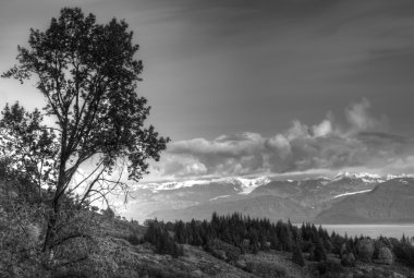 Birch tree near the bay in black and white clipart