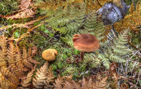 秋の森の床 — ストック写真