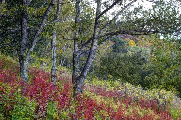 Березы с огненными водорослями осенью — стоковое фото