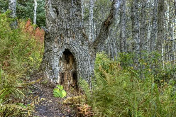 Древнее дерево в лесу — стоковое фото