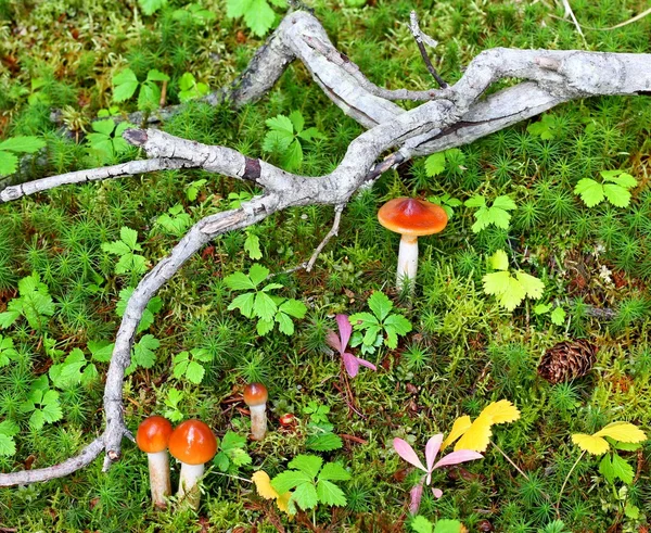 森林地面上的蘑菇和苔藓 — 图库照片