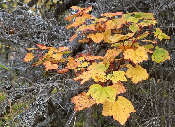 Foglie di ribes rosso in autunno — Foto Stock