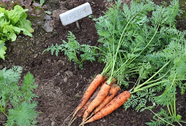 Zanahorias en el jardín —  Fotos de Stock