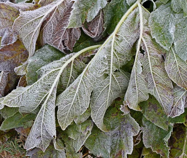 First Frost — Stock Photo, Image