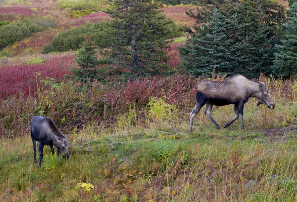 Twee moose in herfst — Stockfoto