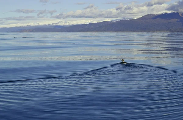 Gemensamma spetsbergsgrissla simma bort — Stockfoto