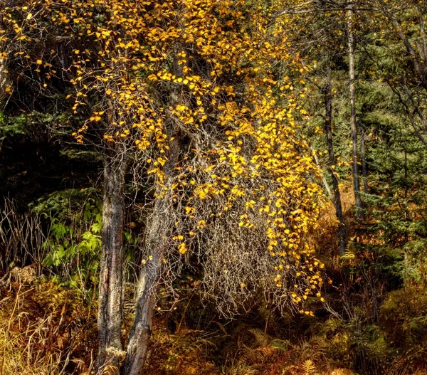 Gula löv i skogen — Stockfoto