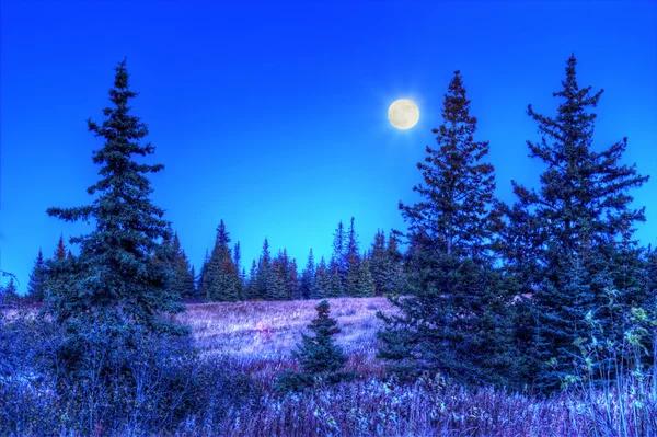 Luz de luna en un bosque de abetos —  Fotos de Stock