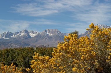 Rabbitbrush with Sierra Mountains clipart