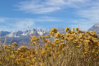 Rabbitbrush in fall clipart