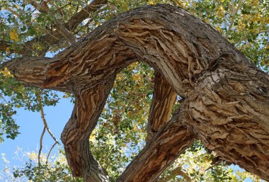 Ancient cottonwood tree in fall clipart
